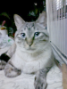 nekoのコピー.jpg